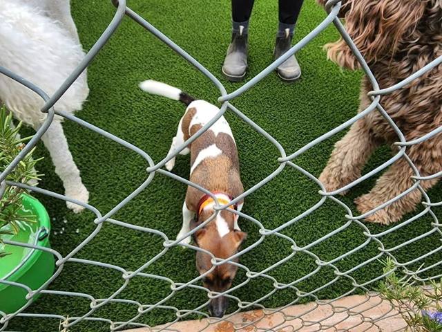 Dogs on an Elite Turfs pet turf yard